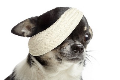 Hundekrankenversicherung Vergleich mit vervisio