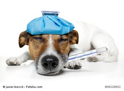 Hundekrankenversicherung zahlt Behandlung des Hundes